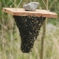 beekeeping4you's picture